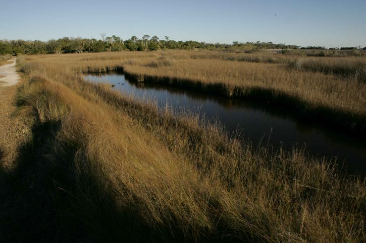 Прибрежные болота, высокая трава, пейзаж