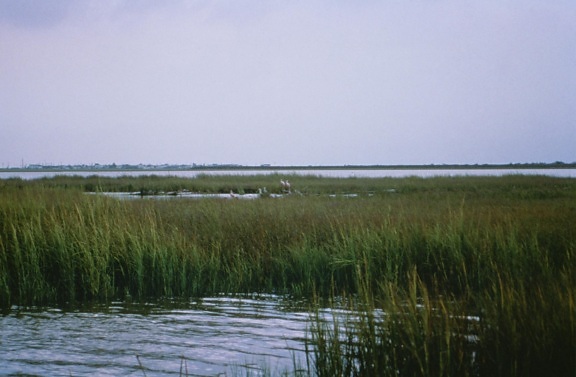 coastal, wetlands