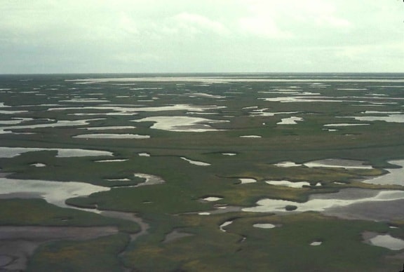 delta, pantanos, escénico