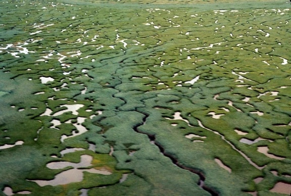 delta, wetlands