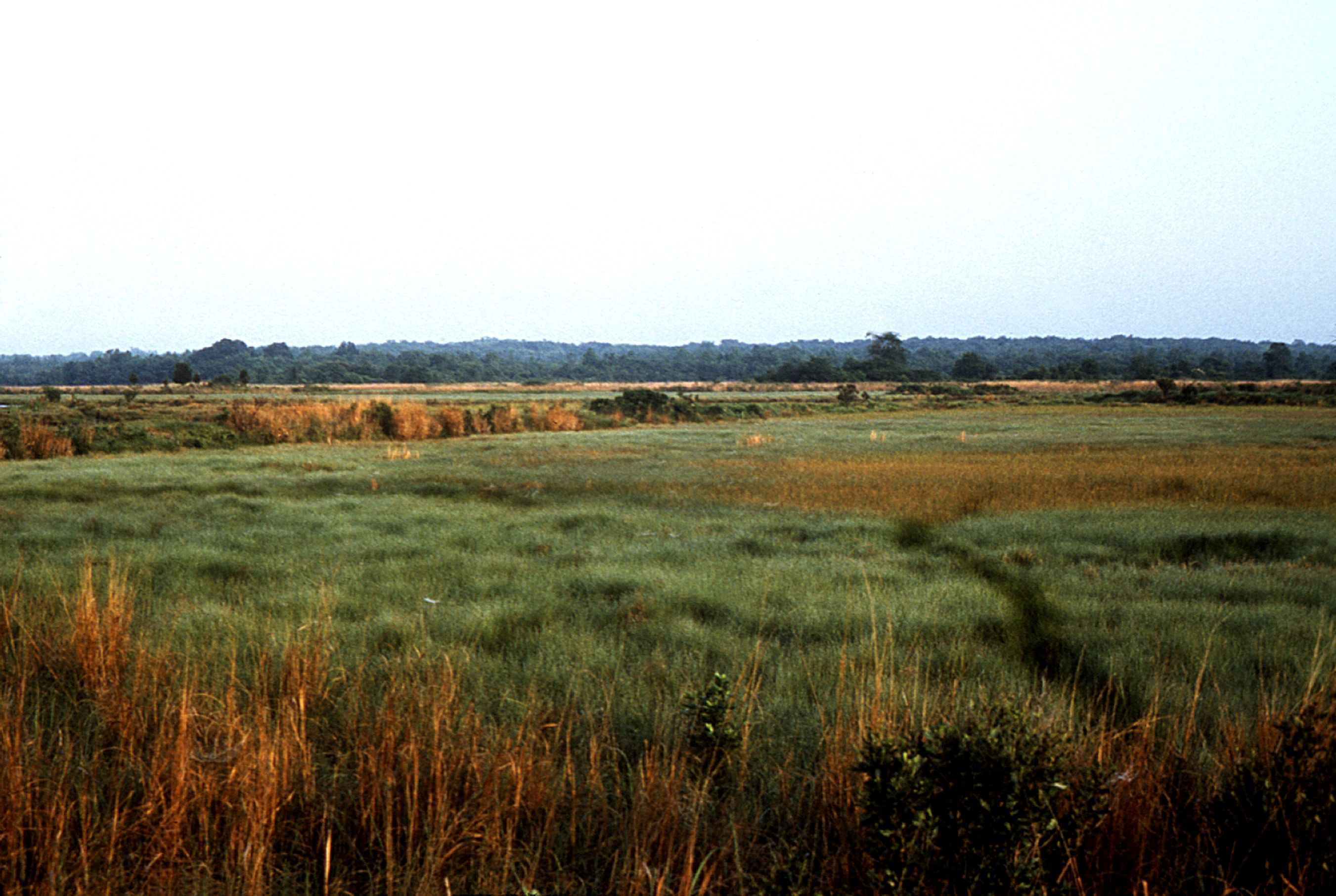 フリー写真画像 密 植生 ジャージー 塩性湿地 分割 2 地域 高 沼 低 マーシュ