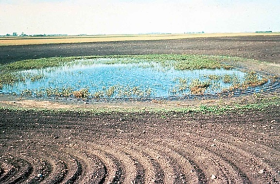 nông nghiệp, ảnh hưởng đến, vùng đất ngập nước, các lĩnh vực nông nghiệp,