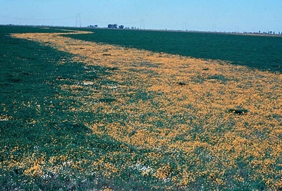 Çiçekli, sulak alan, California