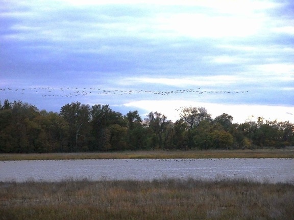 geese, flight, swamp