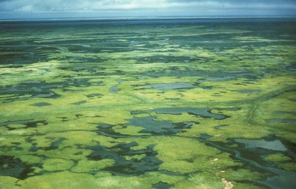 緑、デルタの沼地