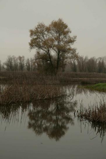 image, trees, water, wetland