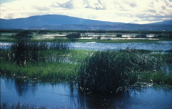 image, wetland, landscape, mountains, background