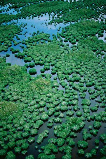mangrov, Labirent