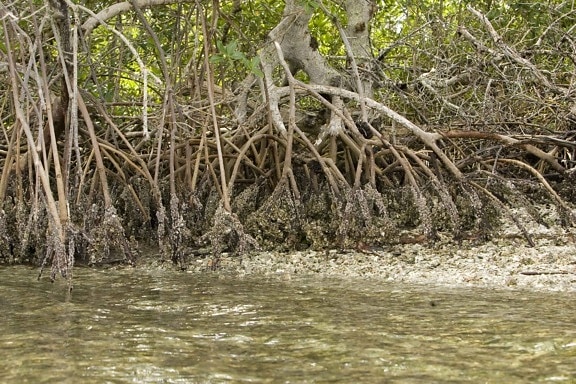 mangrove, plante, racines, île, l'eau