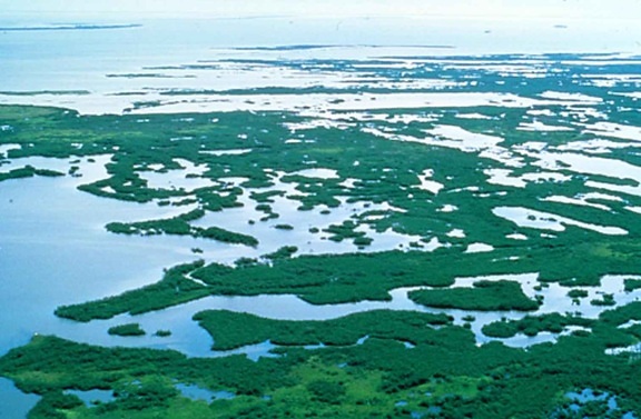 manglares, plantas, pantano, la Florida