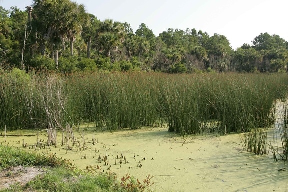 marsh, contains, palm trees, grasses, oaks