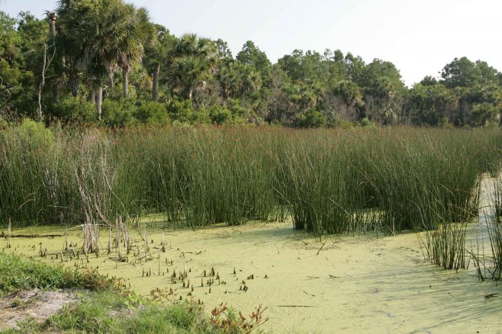 Marsh, contém, palmeiras, gramíneas, carvalhos