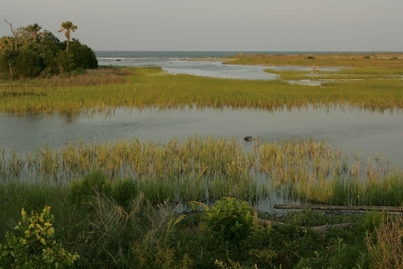 marsh, marine, environments