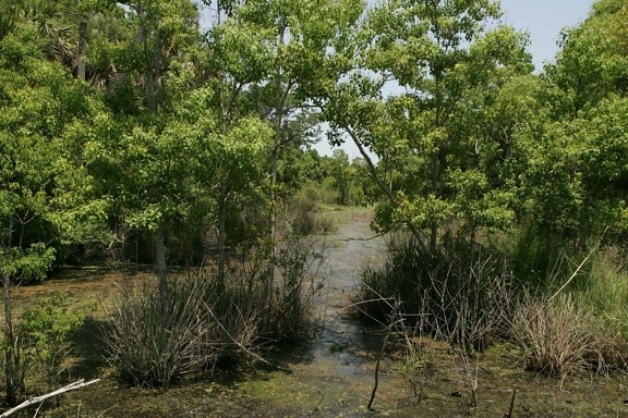 Marsh, tropikalny, środowisko