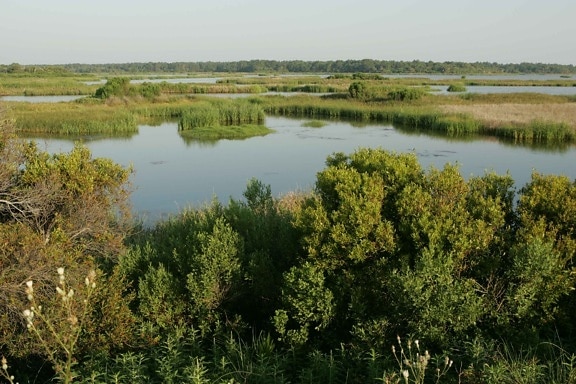 marshland, swamp, nature, habitat