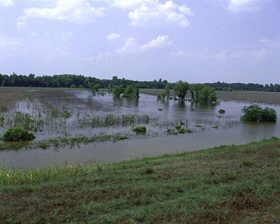 Panther, sumpen, villmark tilflukt, Mississippi