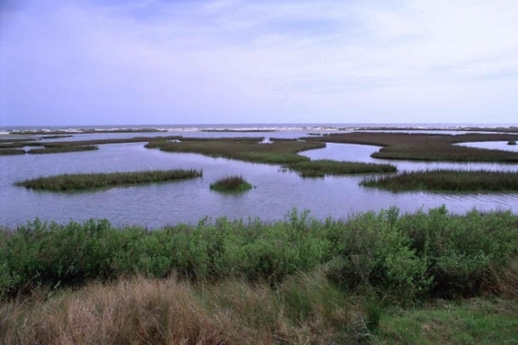 塩性湿地、海、背景、白、緑、植物間の障壁