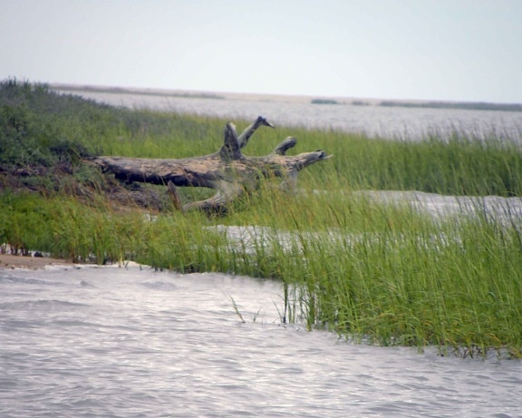 salt marsh, protected, ocean, facing, island