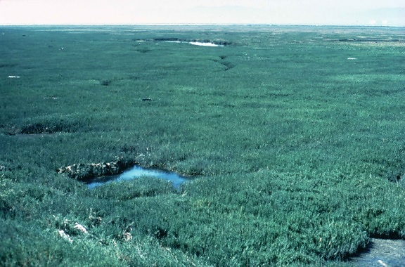 salt marsh, wetland