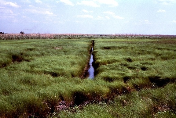 Saltmeadow, cordgrass, Spartina patens, y acuosas, pantano, atravesados, red, drenaje, zanjas