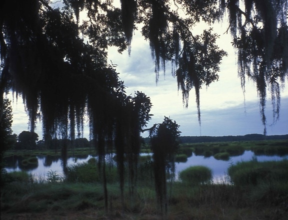 cobertas de musgo espanhol, cênica,, árvores, zona húmida, costeira, Carolina