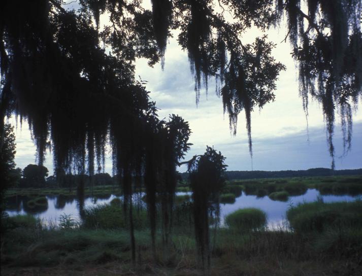 scenic, spanish, moss, covered, trees, wetland area, coastal, Carolina