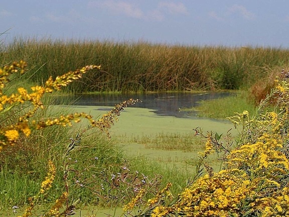 swamp, landscape