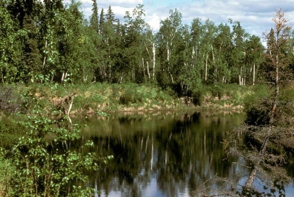swamp, natural, reserve