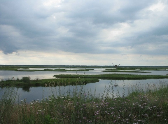 Sumpf, landschaftlich, osprey, nest, Hintergrund
