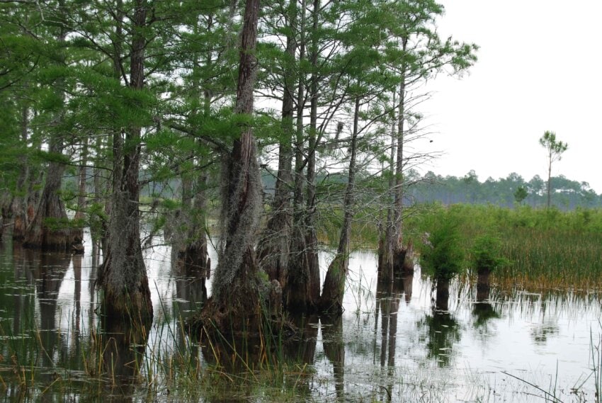 free-picture-swamp-vegetation-plants