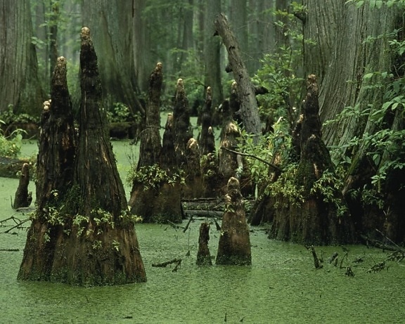 swamp, water, landscape