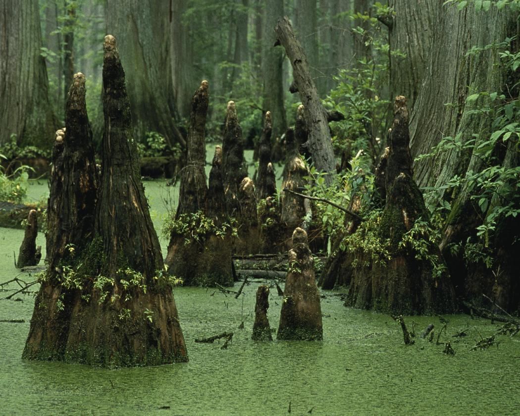 Луизиана болота Эстетика