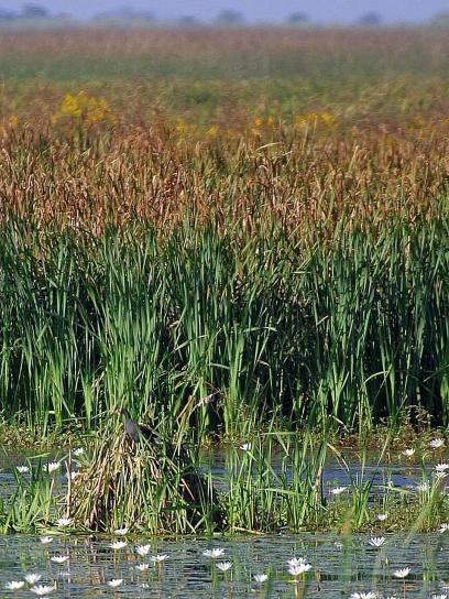 swamps, reeds