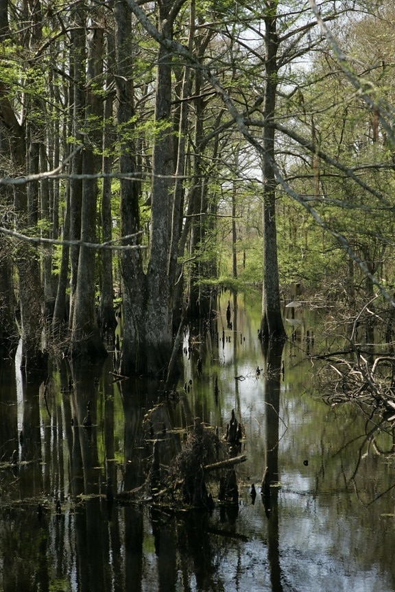 trees, growing, swamp, reflections, trees, water