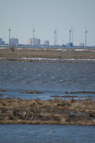 wetland area, five, wind turbines, cityscape, background