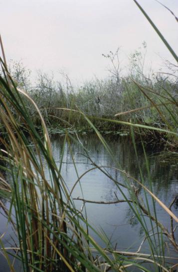 dense, swamp, vegetation