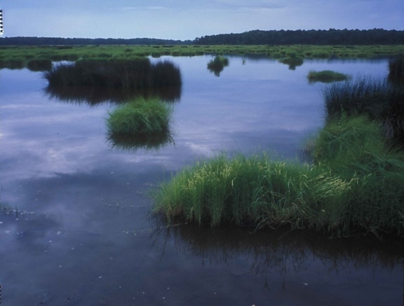 wetland area, water, vegetation