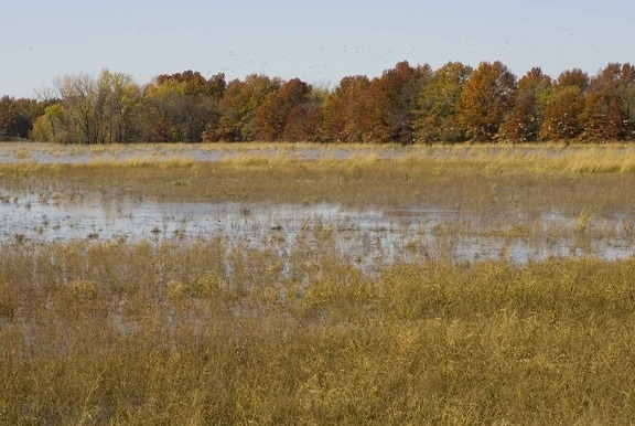 wetland, filled, water, plants, autumn, trees, background, ducks, flight