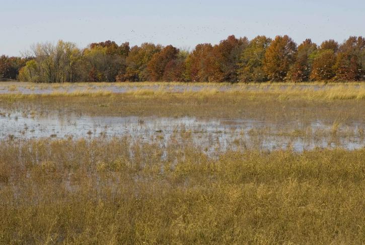 wetland, filled, water, plants, autumn, trees, background, ducks, flight