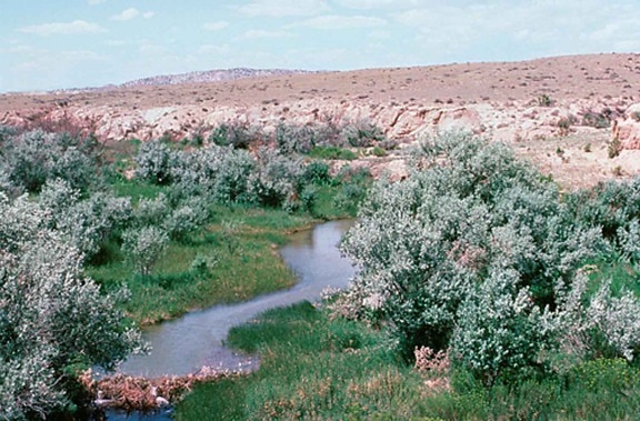 Wetland, lente, habitat