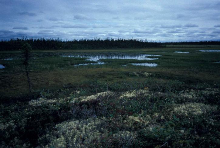 湿地、夕暮れの風景