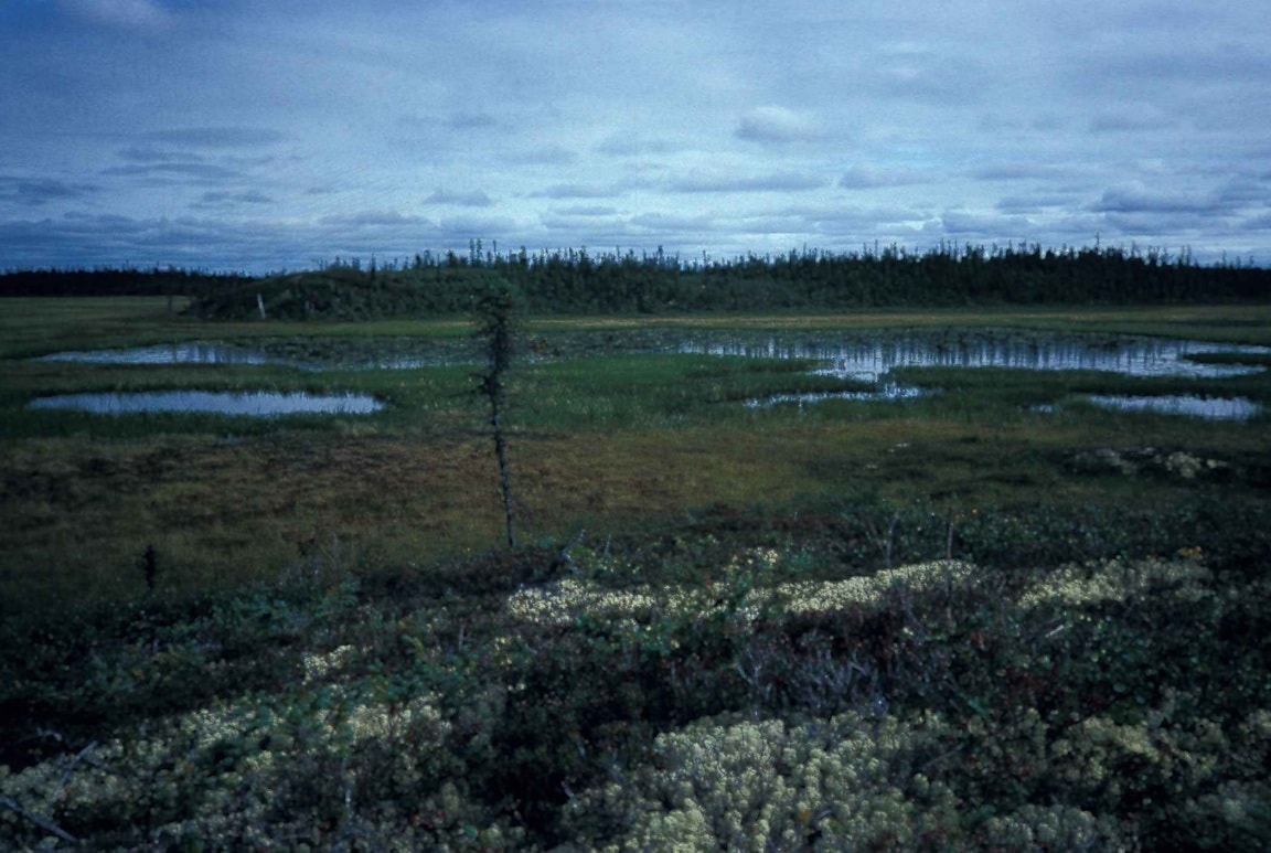 Водно болотные угодья