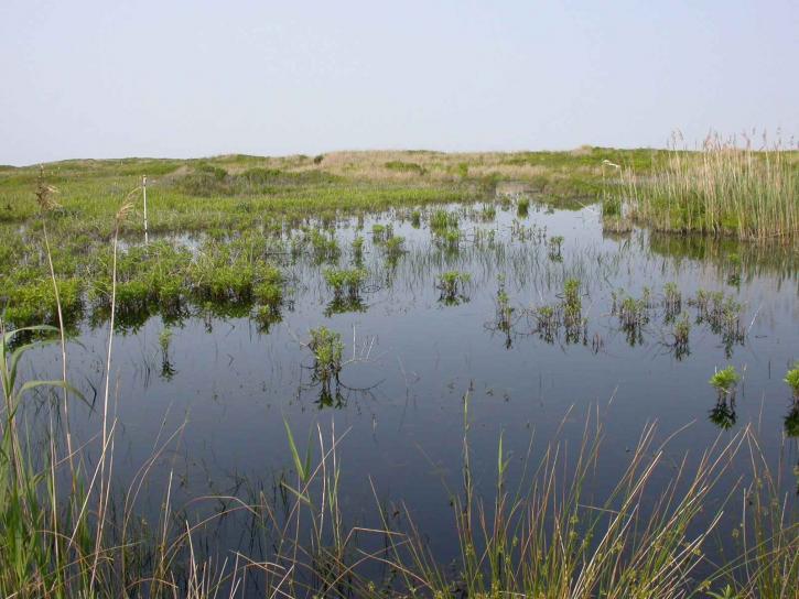 wetland, no, island, nantucket