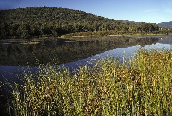 vizes élőhelyek, táj, Catskill, régió, York