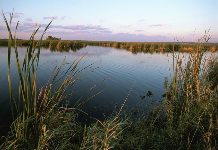 wetland, sunrise, water, reeds, foreground, plant, growth, background