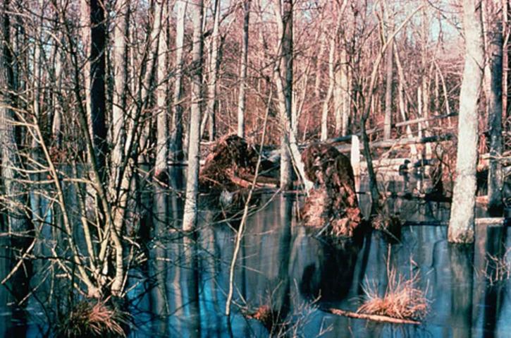 водно-болотных угодий, возвышенности, лес, болото