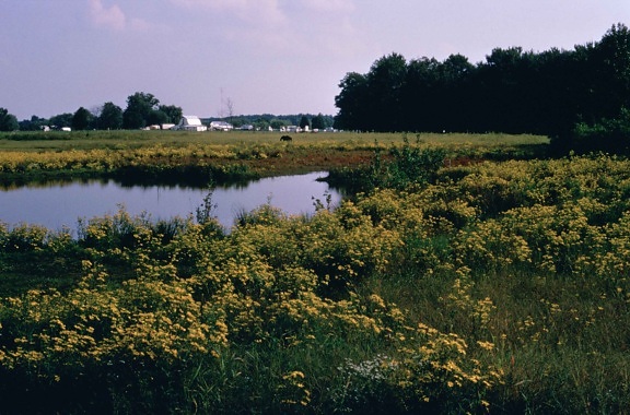 wetland, yellow flowers