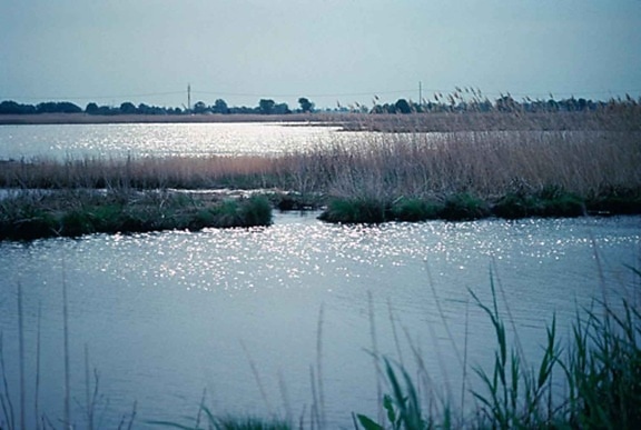 Baía de zonas húmidas, Delaware,