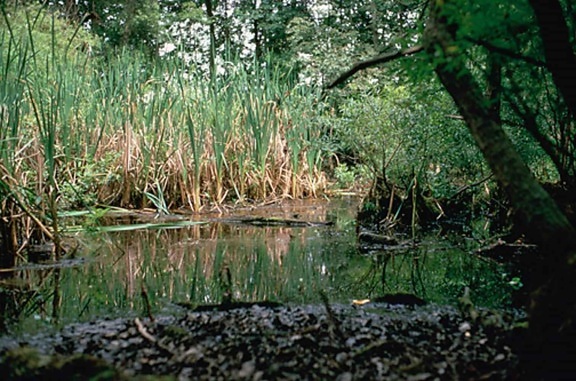 wetlands, rainforest