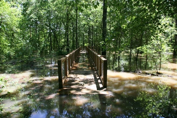 Holz, Brücke, Wald, überschwemmt, Wasser